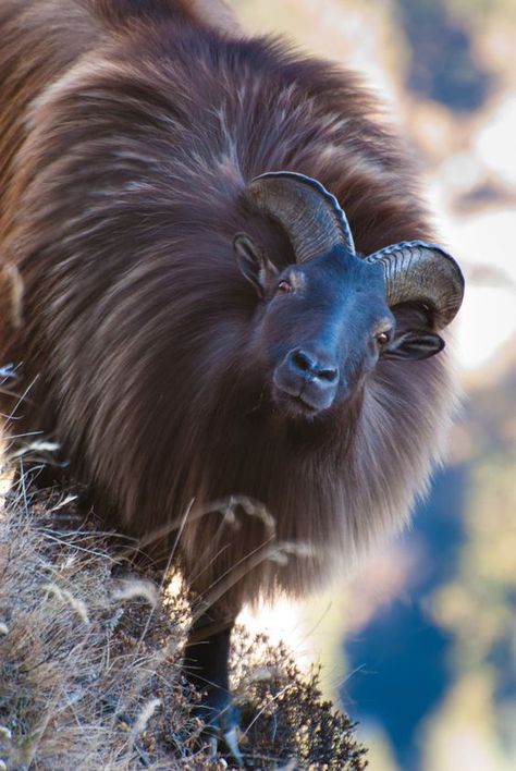 Tahr do Himalaia ( Jemlahicus hemitragus) Horned Animals, Animal Aesthetic, Wallpapers Beautiful, Interesting Animals, Animal Nails, Mule Deer, Beautiful Aesthetic, Unusual Animals, Aesthetic Nature