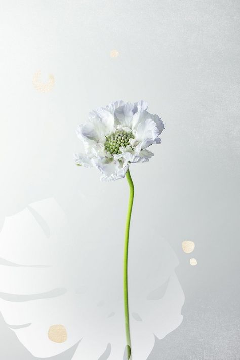 The scabiosa takes its slightly unappealing name from the Latin word scabere, meaning to scratch. France House, Summer Flower Bouquet, Flowers Graphic, Latin Word, Blooming Trees, Flower Sketches, Trendy Flowers, Flowering Plants, Country Garden