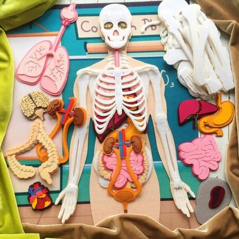 Laser Cut Felt, Realistic Skeleton, Newborn Books, Anatomy Medical, Montessori Science, Biology Projects, مشروعات العلوم, Felt Glue, Science Projects For Kids