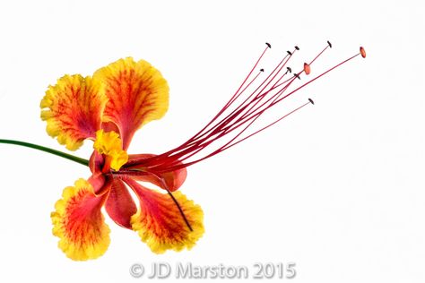 Pride of Barbados tree, caesalpinia pulcherrima #21 Barbados Tattoo, Caesalpinia Pulcherrima, Pride Of Barbados, Royal Poinciana, Flame Tree, Fine Art Landscape Photography, Abstract Flower Painting, Fine Art Landscape, Watercolor Sunflower