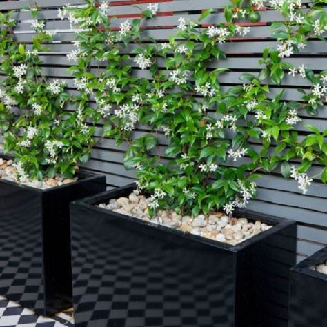 Patio Container Gardening, Trachelospermum Jasminoides, Hgtv Garden, Container Garden Design, Climbing Plants, Terrace Garden, Small Gardens, Balcony Garden, Front Garden