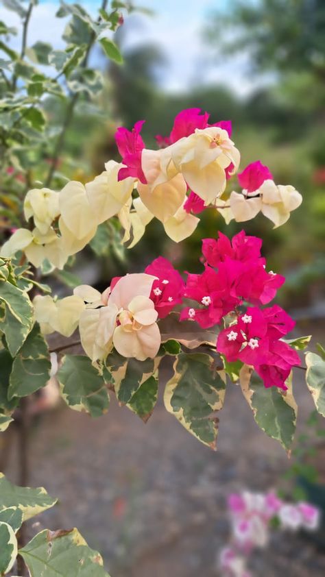 Beautiful Native Philippine flowers from our very own farm! #palawancherry Philippine Flowers, Farm Plants, Palawan, Online Photo, Nature Lover, Philippines, Photo Sharing, Cherry, Sign Up