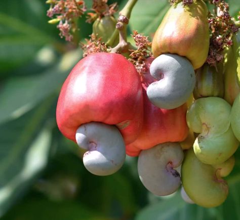 The cashew is an interesting food. It is the seed of a fruit, not a nut. Cashew trees originated in Brazil, but are now cultivated in many countries across the world. Top exporters include Nigeria, India, Ivory Coast, Vietnam and Indonesia. The cash... Cashew Nut Tree, Cashew Apple, Cashew Tree, Lymph Glands, Fruit Tree Garden, Rain Lily, Live Tree, Tropical Tree, Raw Cashews