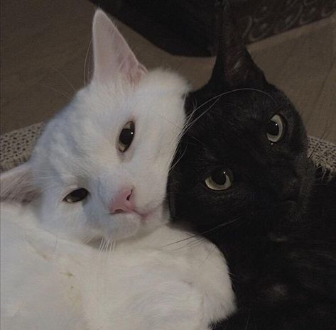 Black And White Cats, Black Cat Aesthetic, Valentines Day Cat, White And Black Cat, Cat Hug, Cat Couple, Cat Cuddle, Black And White Cat, Couple Things