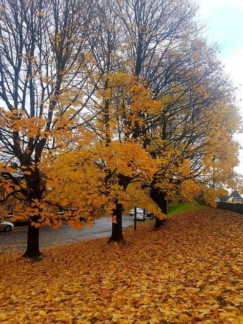 October Leaves, November Vibes, Leaf Pile, Fall Aesthetics, Cozy Autumn, Best Seasons, Maple Leafs, Fall Aesthetic, Autumn Cozy