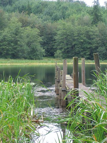 Old Dock in Rice Lake 2008 by Bobobonehead (NiX), via Flickr Underwater Flowers, Dock Lake, Fly Fishing Art, Dock Of The Bay, Fishing Dock, Lake Dock, Old Fisherman, Fox Images, Fishing Lake