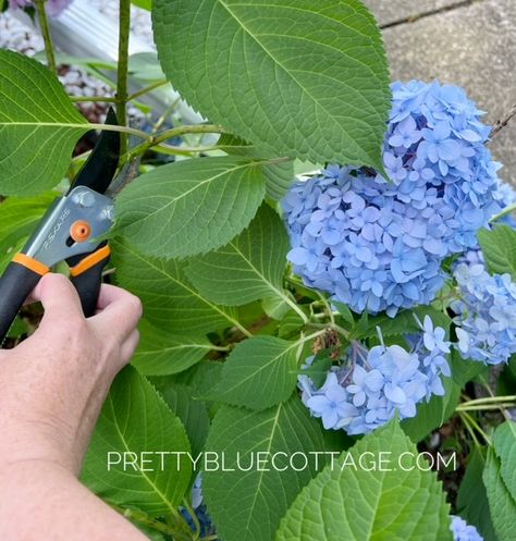 How To Cut Hydrangeas – Pretty Blue Cottage How To Cut Hydrangeas For A Vase, Trimming Hydrangeas, Hydrangea Bloom, Growing Hydrangeas, Hydrangea Bouquet, Hydrangea Not Blooming, Blue Cottage, Garden Tips, Hydrangea Flower