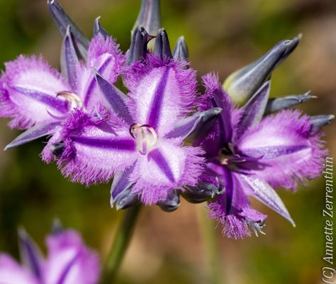 One of the family members is Thysanotus tuberosus, the Common Fringed Lily also known as Fringed Violet. The Australian Bush Flower Essence has Fringed ... Australian Bush Flower Essences, Flower Support, Bush Flowers, Australian Fauna, Australian Trees, Australian Wildflowers, Australian Flowers, Native Flowers, Australian Bush