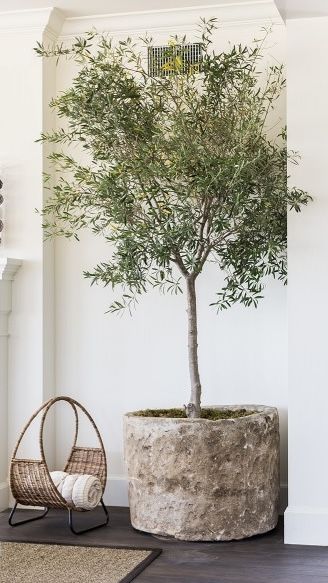 Black Olive Tree, Vertical Garden Plants, Mediterranean Aesthetic, Wabi Sabi Decor, Planting Pots, Dream Beach Houses, Timeless Interiors, Stone Planters, Interior Plants