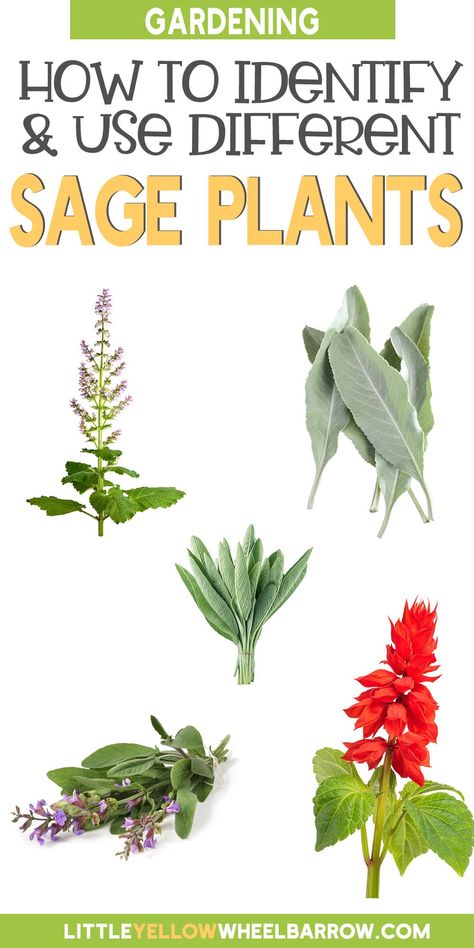 Did you know there are over 900 different types of sage plants? We narrowed down the top 9 to grow for your home and garden. From the best sage herbs for your culinary adventures to sages that are grown for ornamental purposes in your flower garden - we give you all the information you need to grow healthy, beautiful plants and how to use each one. Harvest Sage How To, Garden Sage Uses, Sage Types And Uses, Sage Herb Plant, Wild Sage Plant, Herbs For Medicinal Purposes, Types Of Sage Plants, Sage Companion Planting, Sage Uses Recipes