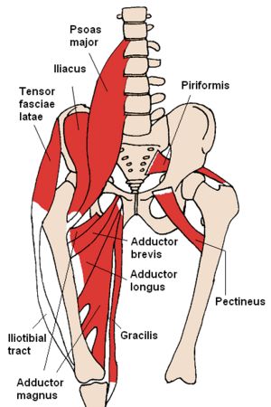 Tensor Fascia Lata - Physiopedia Tfl Muscle, Tensor Fasciae Latae, Muscle Belly, Greater Trochanter, Iliotibial Band, Fascia Lata, Muscle Testing, Peripheral Nerve, Gluteus Medius