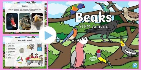 Birds and beaks activity and PowerPoint | Twinkl Bird Beaks Activity, Adaptations Activities, Bird Coloring, Stem Lesson, Bird Beaks, Animal Adaptations, Desert Animals, Bird Coloring Pages, Primary Students