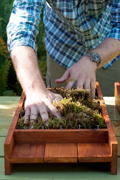 Staghorn Plant, Staghorn Fern Mount, Elkhorn Fern, Sedum Garden, Como Plantar Pitaya, Garden Center Displays, Easy Indoor Plants, Indoor Plants Styling, Plant Styling