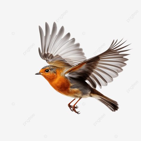 graceful flight robin bird in mid air stance bird robin robin bird png Different Birds Drawing, Birds Mid Flight, Flying Robin Drawing, Robin In Flight Tattoo, American Robin Flying, Robin Flying Tattoo, Flying Robin Tattoo, Robin Illustration Bird, Robin Bird Flying