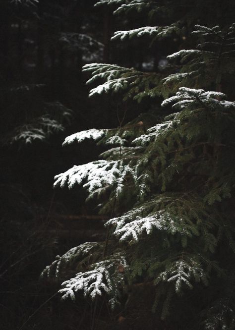 Christmas Nature Aesthetic, Dark Snowy Forest Aesthetic, Moody Winter Aesthetic, Dark Academia Winter Aesthetic, Winter Moodboard Aesthetic, Maine Gothic, Neutral Christmas Aesthetic, Dark Christmas Aesthetic, December Aesthetic