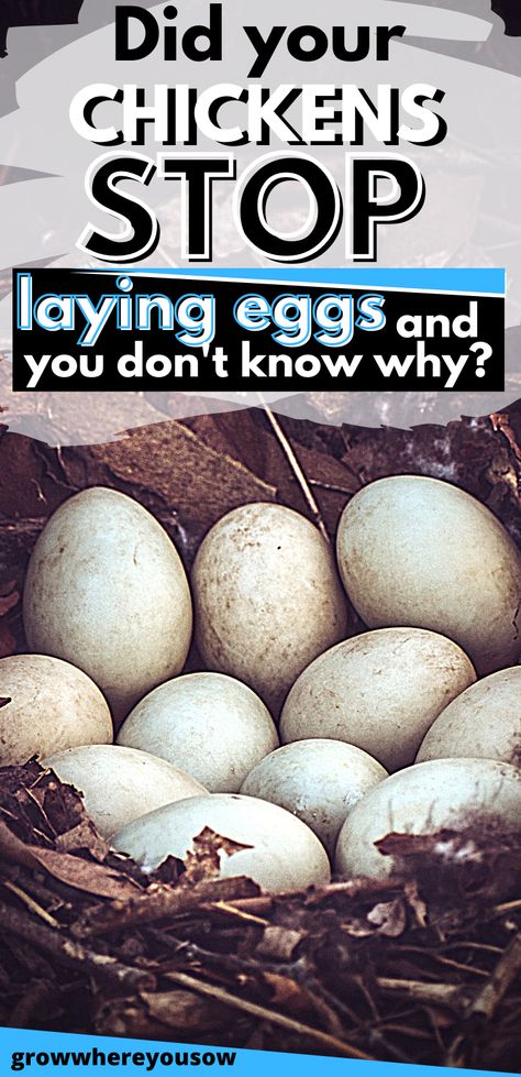 Increase Egg Production In Chickens, How To Increase Egg Production Chicken, When Do Chickens Start Laying Eggs, Best Chickens For Eggs, How To Make Chickens Lay More Eggs, What Helps Chickens Lay Eggs, Why Aren’t My Chickens Laying Eggs, Egg Fast, How To Make Eggs