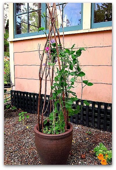 How to Make a Trellis for Your Potted Plants - Tall Clover Farm Branch Trellis, Make A Trellis, Twig Trellis, Trellis For Potted Plants, Pot Trellis, Climbing Plants Trellis, Small Trellis, Small House Garden, Bamboo Trellis