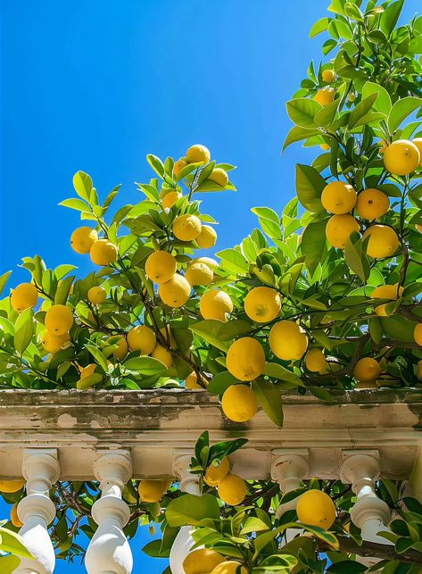 Cool Backrounds, Tree Study, Vegetable Garden Diy, Citrus Trees, Lemon Tree, Healthy Babies, Growing Tree, Farm Life, Vegetable Garden