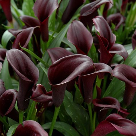 Black Calla Lily, Texas Native Plants, Outdoor Pots, Fountains Outdoor, Herbaceous Perennials, Bedding Plants, Black Star, Calla Lily, Front Garden