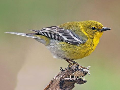 Photos and Videos for Pine Warbler, All About Birds, Cornell Lab of Ornithology Pine Warbler, Siskin, Different Birds, Broken White, Backyard Birds, All Birds, Pine Forest, Bird Photography, Bird Species