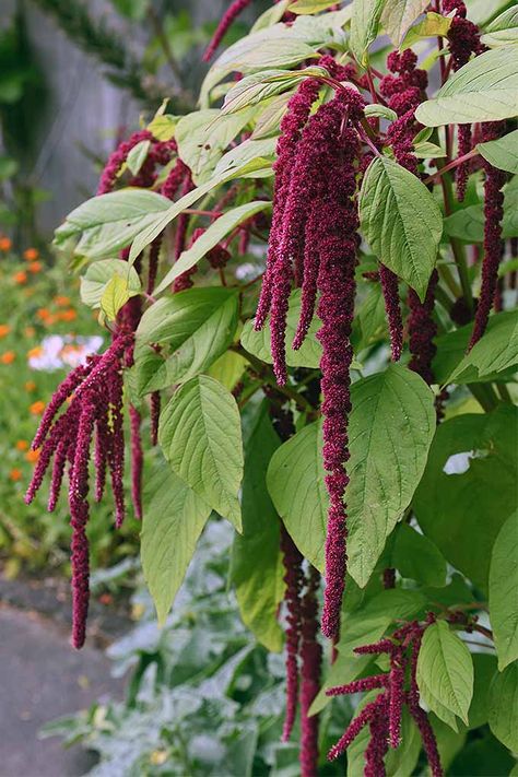 Whether you plant Amaranthus caudatus for its striking 2-foot-long red flower heads, for its medicinal properties, or to eat it for breakfast, you won’t be disappointed with this large tropical native that’s made itself at home in North America. Garden Greenhouse, Flower Essences, Wildflower Seeds, Amaranth, Gardening Supplies, Dried Flower Arrangements, Annual Plants, Flower Seeds, Dream Garden