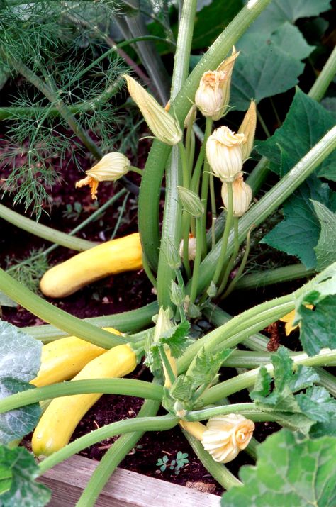 Summer Squash Garlic Companion Plants, Grow Squash Vertically, Blueberry Companion Plants, Squash Companion Plants, Planting Dill, Dill Plant, Growing Sweet Corn, Best Companion Plants, Asparagus Plant