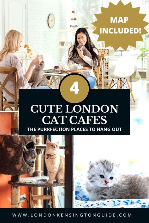 If you’re looking for the best cat cafes in London, don’t miss these 4 perfect places! Let’s go!(Map included) 
cat cafe in london | cat cafe in shoreditch | cat cafe london uk | cat cafe shoreditch | kitty cafe london | cat cafes london | cat cafe london uk | cafes central london | cafes in london england | java whiskers cat cafe london | the cat cafe london | kitten cafe london | cat cafe london pimlico | cat cafe east london | cat afternoon tea london | cat cafe london marylebone London Trip Planning, Best Parks In London, London Cafes, Cafe In London, Cat Cafes, Cat Bar, Afternoon Tea London, Cafe London, London Cafe