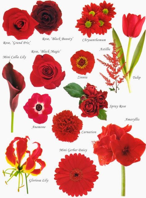 Red Flowers in Your Life | http://whatwomenloves.blogspot.com/2014/04/red-flowers-in-your-life.html Flowers And Their Names, Flower Chart, Red Wedding Flowers, Flower Guide, Flower Meanings, Have Inspiration, Flower Names, Deco Floral, Types Of Flowers