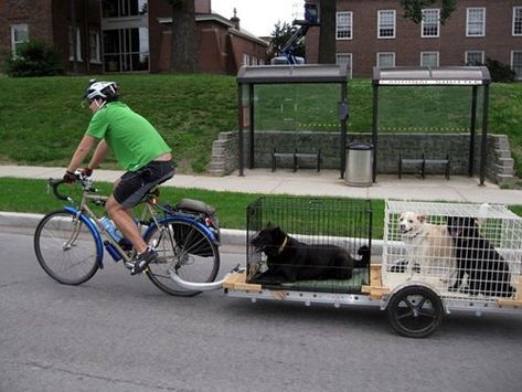 Multi Dog Trailer Bicycle Cargo Trailer, Biker Dog, Dog Bike Trailer, Work Commute, Bicycle Trailers, Bike Cargo Trailer, Bike Cart, Audi Q4, Dog Trailer