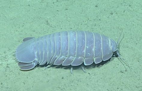 Crustáceo - Peracarida; Isopoda. ////// Crustacean - Peracarida; Isopoda. Isopods Cute, Big Isopod, Giant Isopod Cute, Isopod Aesthetic, Sea Isopod, Cute Isopod, Bathynomus Giganteus, Giant Isopod, Ocean Exploration