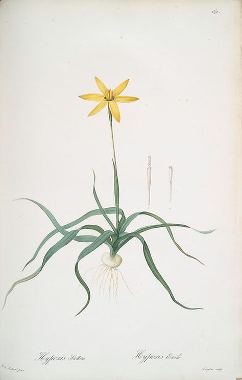 Hypoxis stellata - NYPL Digital Collections Audubon Prints, Lemon Flower, Antique Artwork, Star Of Bethlehem, John James Audubon, Botanical Illustrations, Botanical Beauty, Botanical Drawings, Old Book