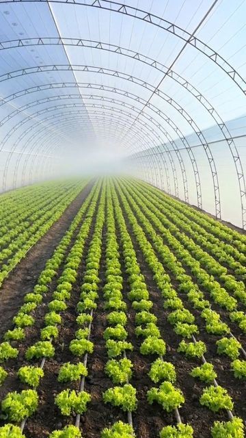 Plants In Greenhouse, Agriculture Pictures, Farm Structures, Farm Tourism, Greenhouse Farming, Diy Greenhouse Plans, Modern Agriculture, Farm Plans, Livestock Farming