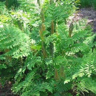 Osmunda regalis, Royal Fern - Keystone Wildflowers Royal Fern, Natural Landscaping, Plant List, Bluish Green, Landscaping Plants, Types Of Plants, Native Plants, Plant Care, Fern