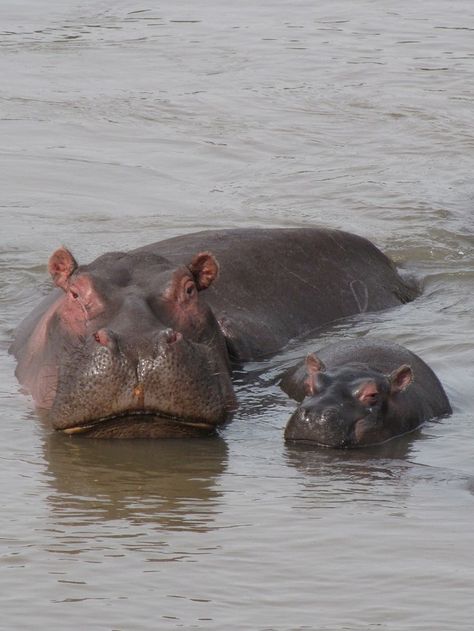 Mommy and baby hippo Hippo Portrait, Baby Hippopotamus, Fiona The Hippo, Cute Hippo, Swimming Lessons, Zoo Babies, Mommy And Baby, Baby Animal Prints, Rhinos