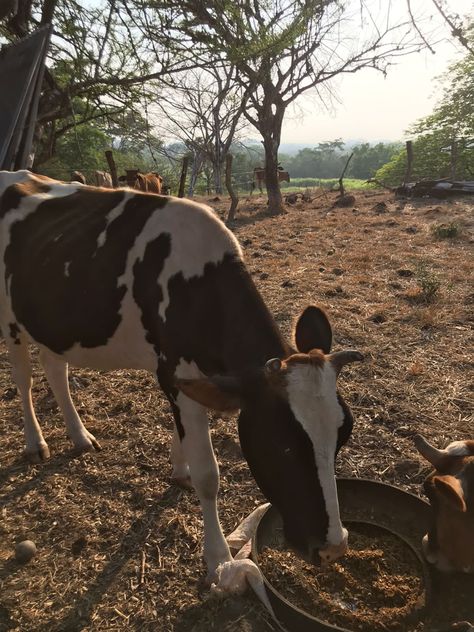 #vacas #aesthetic #ganado #animals #campo #campolife #vidaenelcampo #tranquilidad #atardecer #cow #cowprint Farm Cow, Cow, Animals