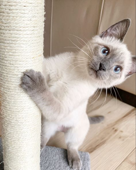 Sweet little blue / lilac point siamese kitten mix IG @noellekramer Siamese Lilac Point, Gray Siamese Cats, Blue Point Siamese Kitten, Lilac Point Siamese, Siamese Cats Blue Point, Blue Point Siamese, C Is For Cat, Siamese Kitten, Siamese Kittens