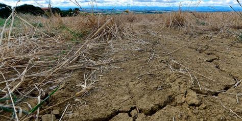 TIME on Twitter: "Climate change could cause more annual deaths than infectious disease by 2100 https://t.co/tPiWRaQ5VO" / Twitter Dry Field, Giant Steps, Save Our Earth, Poor Countries, Time Time, Public Policy, Healthcare System, University Of California, Saving Lives