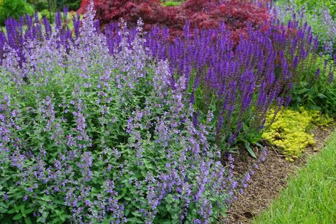 Salvia May Night with Catmint in Foreground | Piedmont Master Gardeners May Night Salvia, Salvia Greggii, Autumn Sage, Backyard Renovations, Front Landscaping, Landscape Plan, Master Gardener, Landscape Plans, Growing Seeds