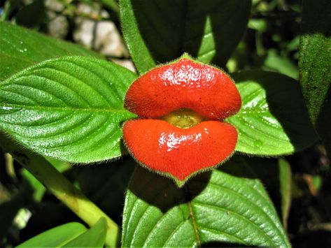 Psychotria Elata aka Hooker’s Lips: Latin America’s Kissable Flower Hot Lips Plant, Planting Flowers From Seeds, Venus Fly Trap Care, Tree Stump Planter, Weird Plants, Venus Fly Trap, Fruit Seeds, Unusual Plants, Tomato Seeds