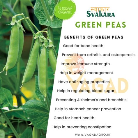 Green peas, those tiny and vibrant green vegetables, are not only delicious but also offer several health benefits. Incorporating green peas into your meals, whether in salads, stir-fries, soups, or side dishes, Green Peas Benefits, Garden Peas, Prevent Constipation, Regulate Blood Sugar, Green Peas, Green Vegetables, Health Risks, Daily Diet, Bone Health