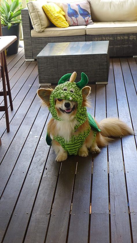 Corgi dragon costume. Always happy corgi! Dragon Costume, Always Happy, 귀여운 동물, Bugs, Bugs And Insects