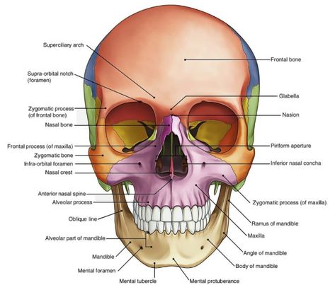 #for anatomy #easy for Understanding Anatomy Easy, Frontal Bone, Head And Neck, Deadpool, Anatomy, Arch, Google Search, Fictional Characters