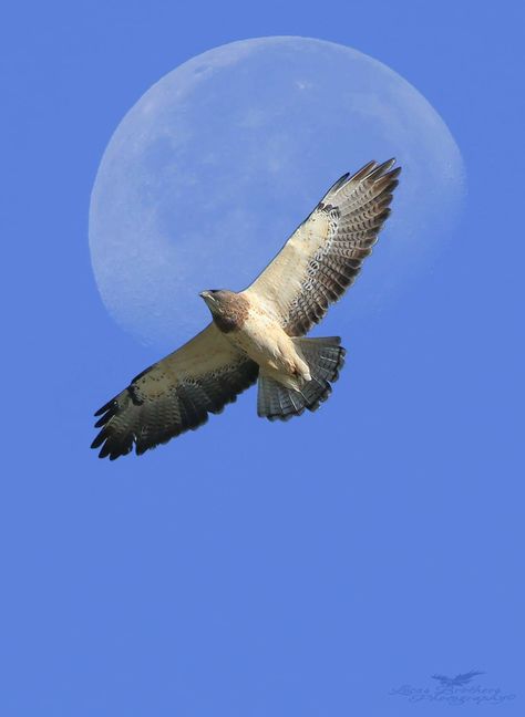 "Huge Swainsons Hawk flying in front of the moon. How cool is that? Lampasas, Texas."    (June, 2012.)    (Pinned also to the "Texas Animals" board.) Hawk Flying, American Indian Quotes, Texas Animals, Raptors Bird, Wild Nature, Birds Of Prey, Birds Flying, Bird Feathers, Cute Jewelry