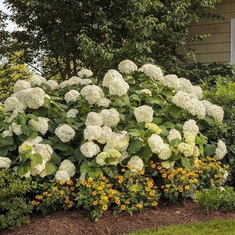 Fairytrail Bride™ Cascade Hydrangea - My Proven Winners ColorChoices Hydrangea Arborescens Incrediball, Incrediball Hydrangea, Deer Proof Plants, Hardy Hydrangea, Colorful Shrubs, Hydrangea Petiolaris, Types Of Hydrangeas, Bigleaf Hydrangea, Smooth Hydrangea