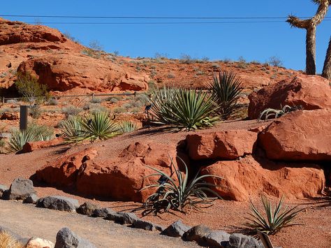 Red Hills desert garden St George Utah, Red Hill, Desert Garden, Agaves, One Year Old, St George, Drought Tolerant, The Locals, Grand Canyon