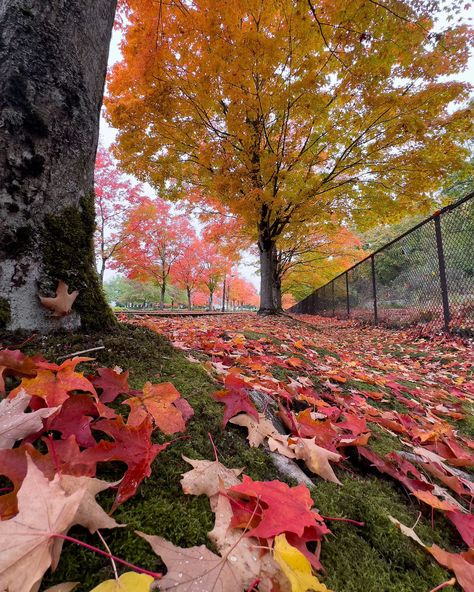 What’s your favorite autumn-color view that you can get to easily? This is mine! Gene Coulon Park in Renton, Washington (greater Seattle area) is my favorite accessible area to see amazing fall colors. It’s this colorful every year, so it definitely attracts a crowd… but if you go in the morning during the week, you can catch some quiet views like this. #autumnvibes #onlyinwashington #onlyinwashingtonstate #visitseattle #rentonwashington #bestofseattle #seattleautumn #pnwvibes #pnwfall ... Renton Washington, Visit Seattle, Fall Vibes, In The Morning, The Morning, Fall Colors, Seattle, Washington, My Favorite