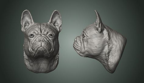 Dog Anatomy, Digital Sculpting, Ceramic Art Sculpture, Sculptures Céramiques, Dog Sculpture, Zbrush, Maltese, Ceramic Art, Sculpture Art