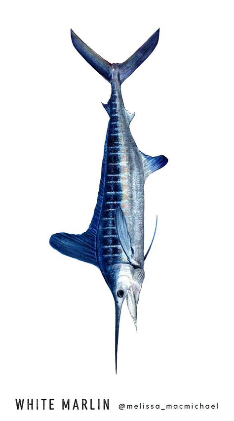 White Marlin scientific illustration by Melissa MacMichael. Watercolor, painting, gift, Offshore, sportfishing, ocean fish, marlin, Kajikia albida, skilligalee, billfish, Mid-Atlantic Tournament, sport fish, fishing, sealife, wildlife, original art, handpainted, license, water color, ocean theme, nautical, marine, wildlife art, blue fish, children, youth, father, father's day, dad, fishing enthusiast, seafood, sushi, White Marlin Open, Ocean City, MD Blue Marlin Drawing, White Marlin Tattoo, Fish References, White Marlin, Ocean Habitat, Seafood Sushi, Bird Painting Acrylic, Marlin Fish, Marine Wildlife