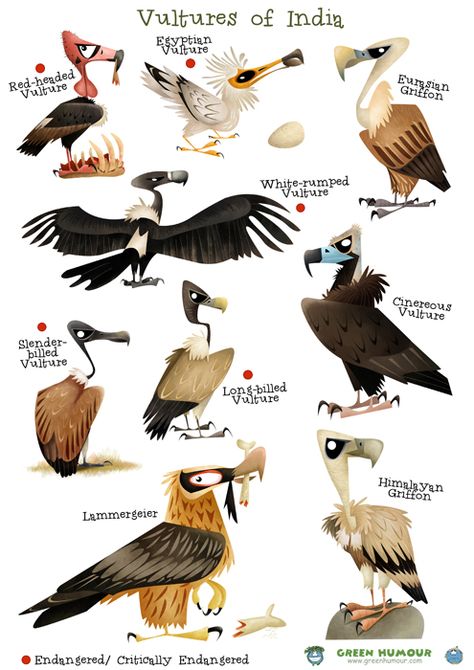 Green Humour: Vultures of India- Caricatures Vulture Character Design, Vulture Illustration, Animal Infographic, Types Of Birds, Animal Caricature, Nature Conservation, Animal Sketches, Arte Animal, Bird Drawings