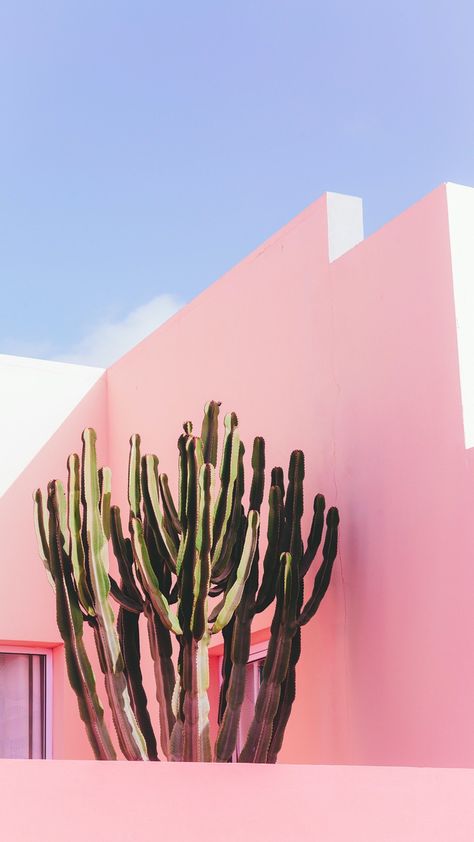 Pink Building, Awesome Backgrounds, Pink Cactus, Wallpapers For Iphone, Background Ideas, Plant Aesthetic, Phone Background, Wallpapers Backgrounds, Pretty Wallpapers Backgrounds